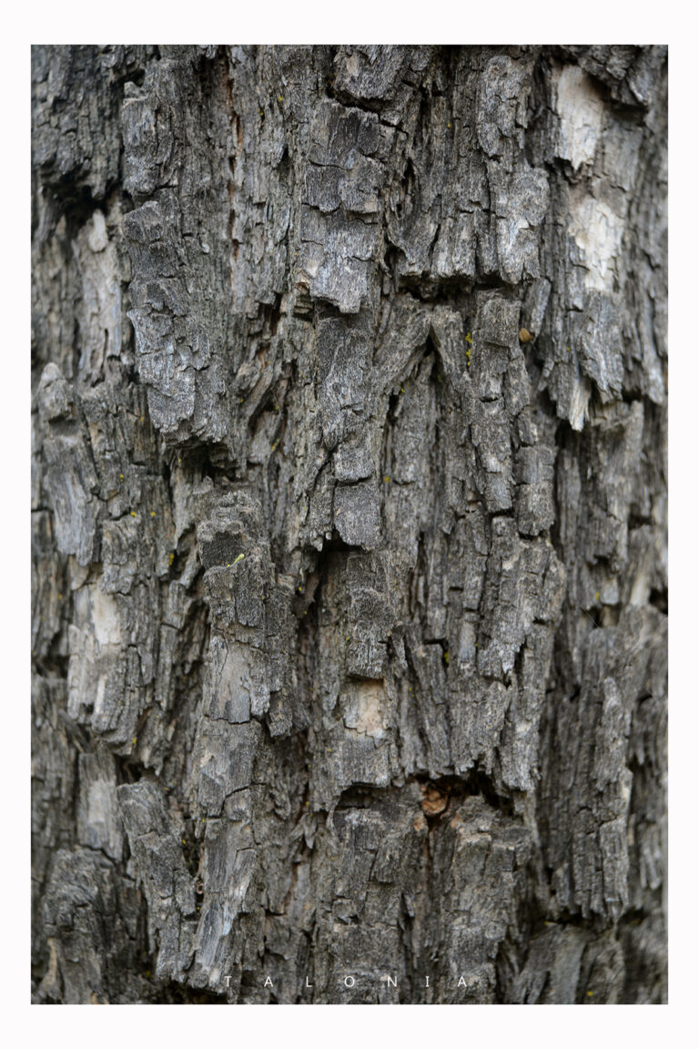 Palo dulce (Eysenhardtia polystachya) – T A L O N I A